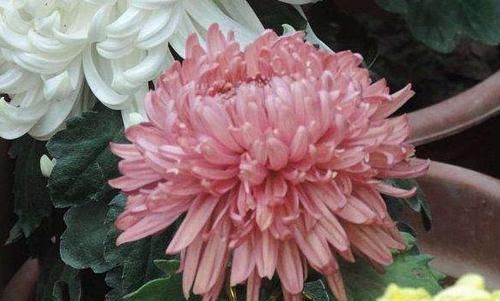  #喜欢#喜欢菊花，那就养”高端名菊“大方红云，如粉嫩美姬，雍容华贵
