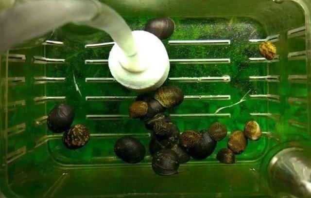  『青苔鼠』鱼缸里除藻强力的工具螺，都这么多坏毛病吗
