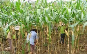  「玉米」想在玉米地里套种萝卜，请问需要给玉米去顶吗？