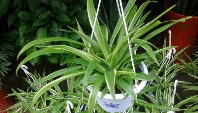  『绿萝』家里必养“4种花”,好养又漂亮,懒人新手都能养好,美成花海!