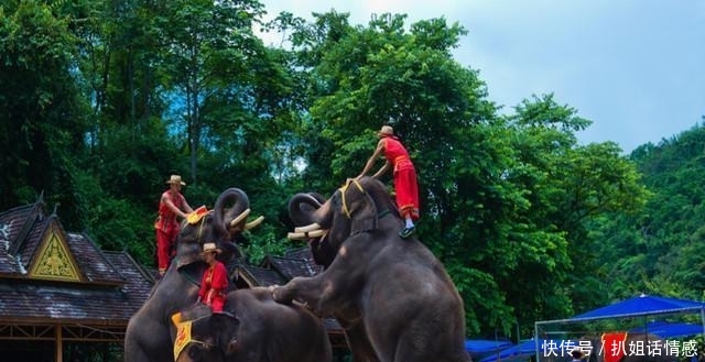 在西双版纳的野象谷，我没有看到野象，却看到了濒临灭绝的危险