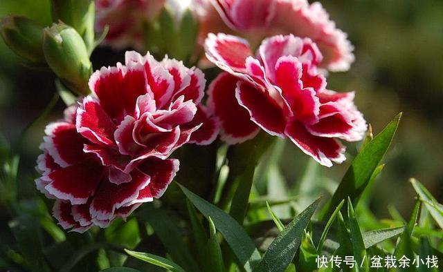 【石竹花】如果有院子,养上一片石竹花,皮实独特,夏天全是新鲜花