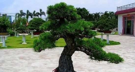  『形态』郁郁葱葱枝干强劲有力，养好松柏盆景，这些技巧要掌握！