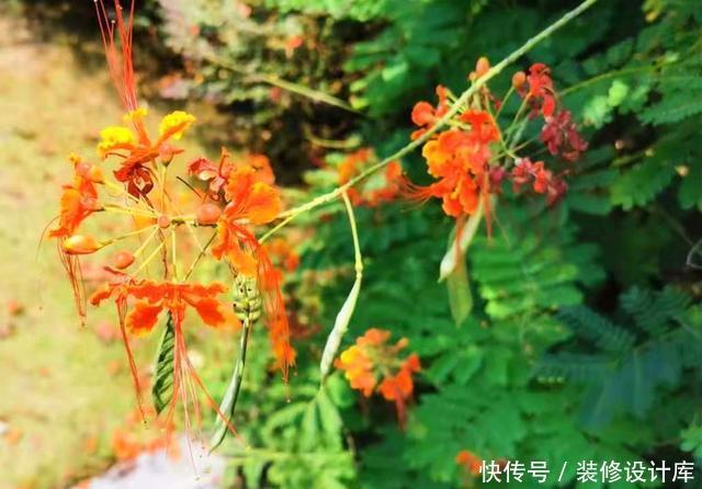『不难』第一次见到长得这么像凤凰的花,可惜北方只能盆栽,养起来不难