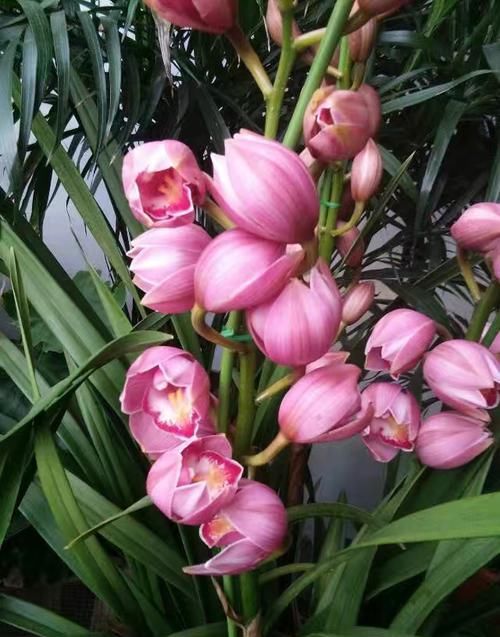  『花型』此花寓意美好，花型独特，品种繁多，适合家庭养护观赏