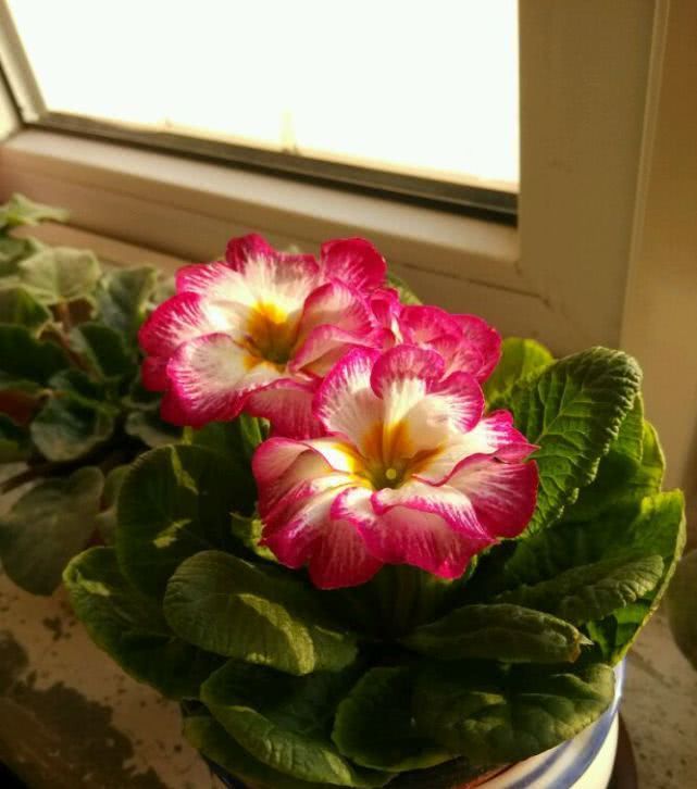  『绿萝』此花好养如绿萝，“颜值”高花期又长，长得喜庆还能做年宵花！