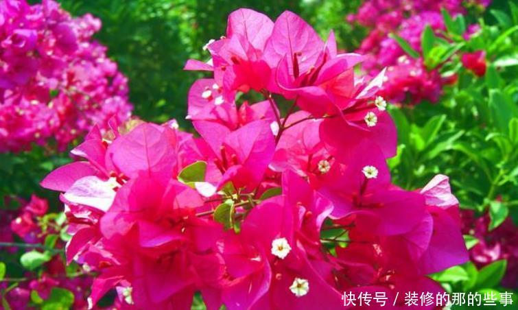 『三角梅』家有院子,一定要养“3种花”,开花大又香,开出一片花海!