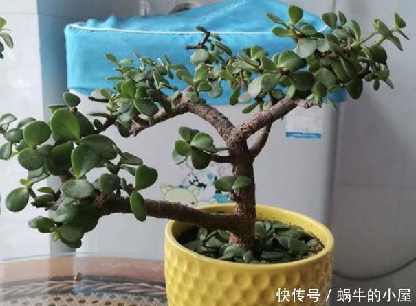  【不凡】还在哄抢身价不凡的金枝玉叶？别了，自家盆栽注重4点就能养成