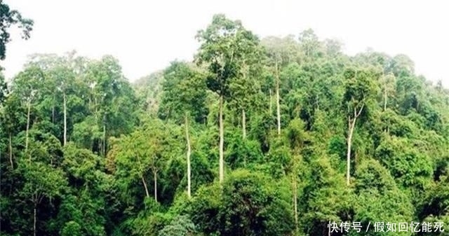  「树木」堪称世界之最的6种树木，最贵、最毒、最硬都在中国境内