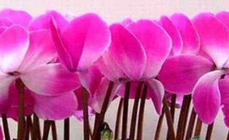 家里@家里养这3种花遇土就活,一盆变10盆,漂亮大气非常好养
