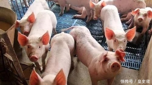  大棚■不用盖猪舍也能养猪，快来看一下养猪大棚的建设方法吧！