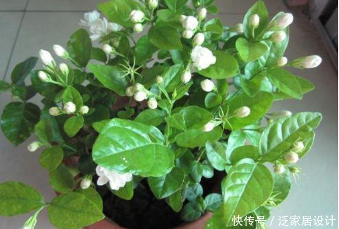  「茉莉花」“3种花”养卧室，改善睡眠质量，睡得香，很多花友都喜欢！