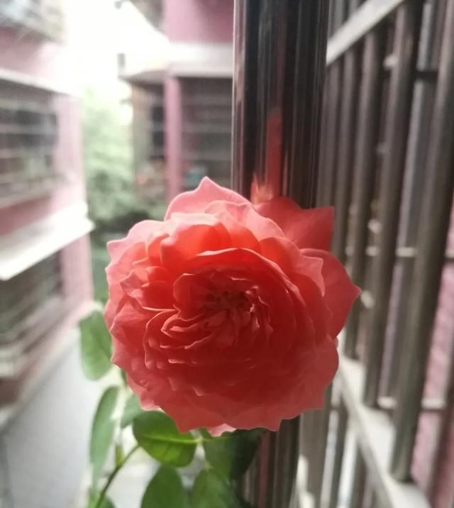  『丰花性好』狼家自育的表现到底如何，戳进来看看花友们的大实话
