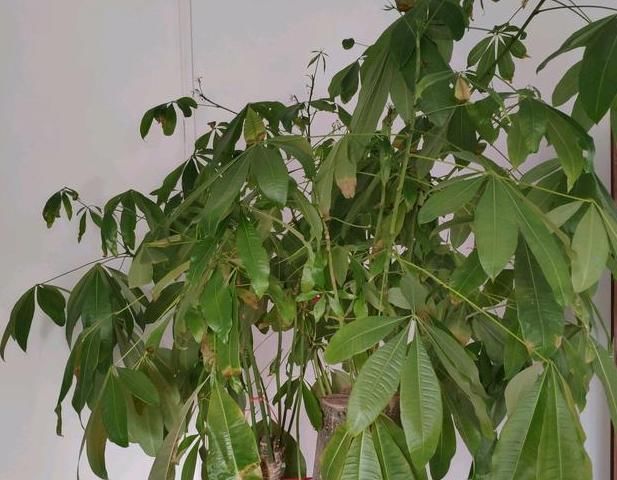  冬天■发财树叶片“软趴趴”？狠心理个“光头”，明年照样枝繁叶茂