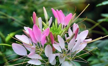  『暗淡』此款花卉，花艳易爆盆，开花幽香暗淡，花型圆滚惹人爱，值得拥有