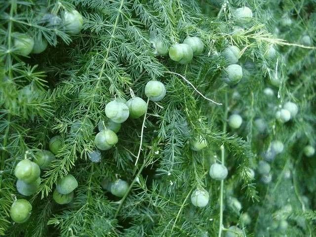 『开出』百年难得一见,养了十年的文竹,开出金花结出玉果,真是高手