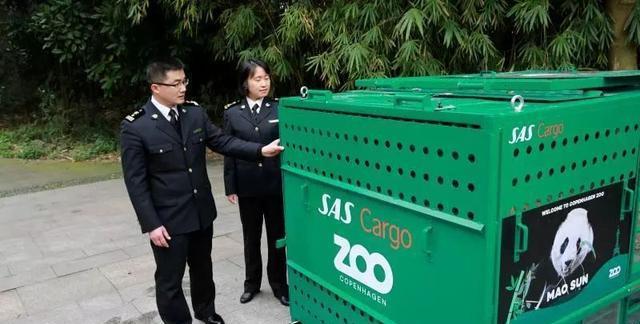 丹麦大使全程护送，大熊猫“出国”旅居背后有何故事？