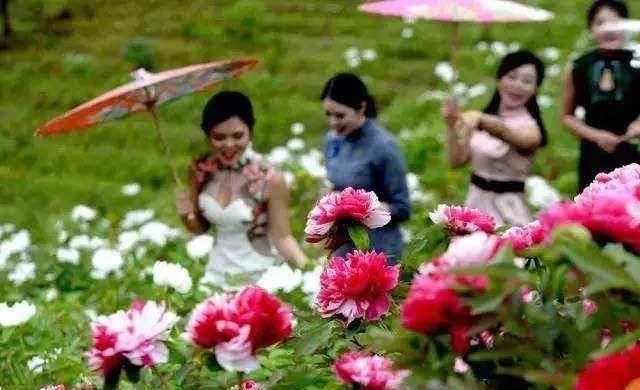  #没来#牡丹花开已成海，您咋还没来？