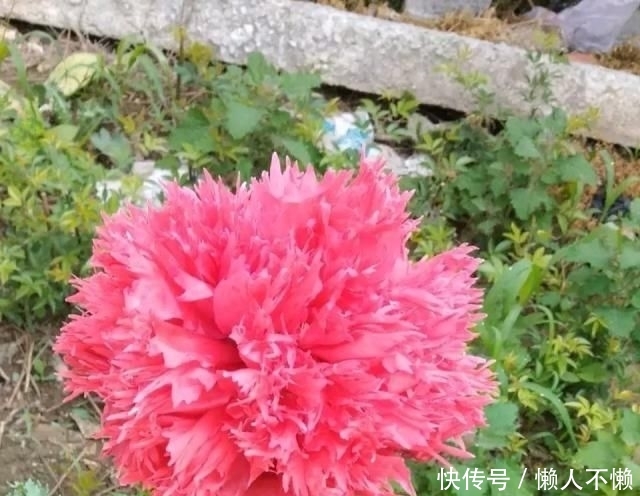 「扦插」虞美人可以打顶和扦插吗?怎么做?