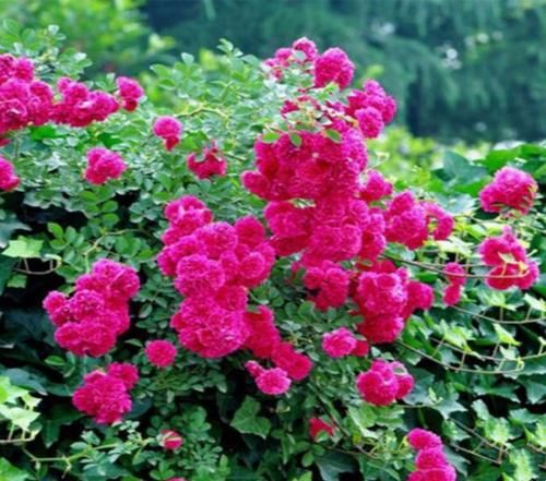  『艳丽』阳台养一盆爬藤花，花色艳丽，花香浓郁，邻居看了都羡慕！