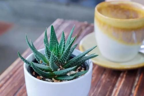  #室内#适合忙碌的人栽培的耐旱、耐阴植物，养室内没阳光的地方也没问题