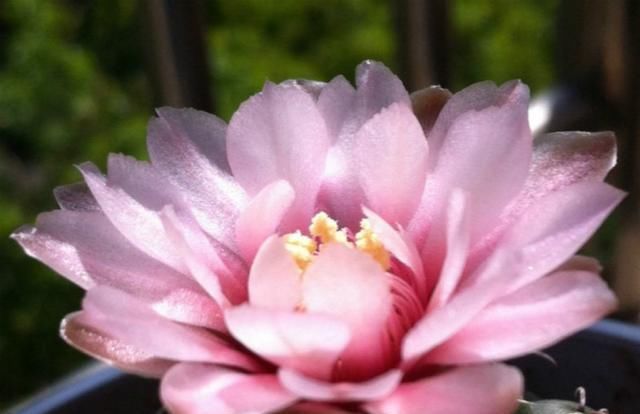  「仙人球」怎么仙人球开花跟昙花一样的?