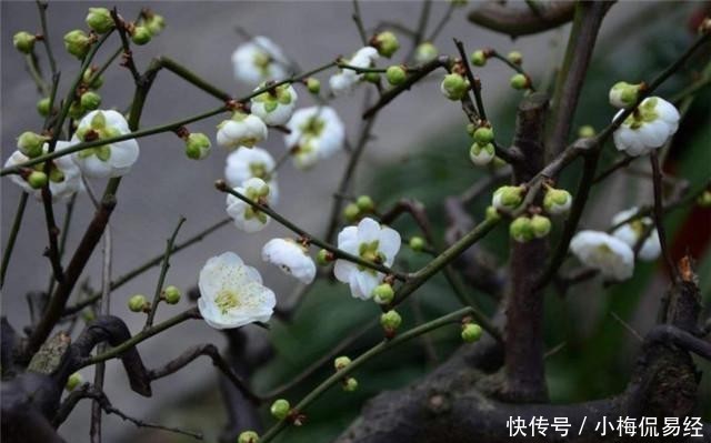 梅花的梅花的画