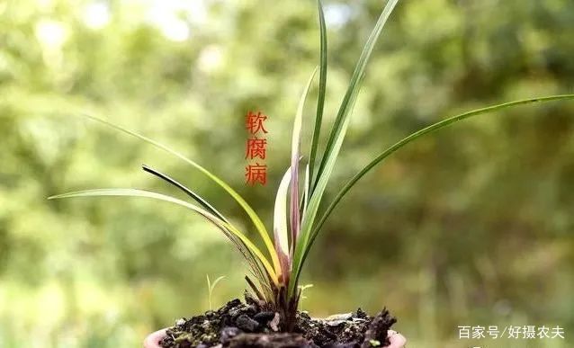  【传染】兰花两腐病，会通过植料传染吗？