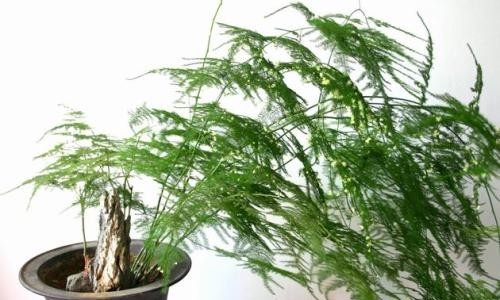 【养花】3种花,春天别晒太阳,不然黄叶又烂根,快看看你家有没有?