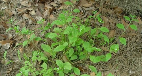  除掉：农村一种野草，被视作“贱草”，但价值却很珍贵，遇见请