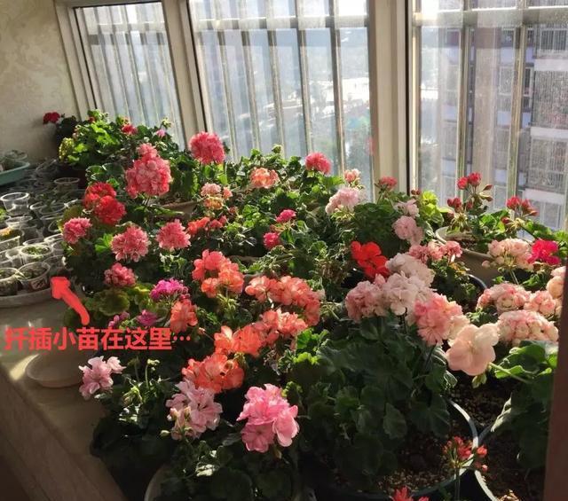 #图片作者#有一颗爱花的心,就算只有个封闭小阳台,也能养出一片花海!