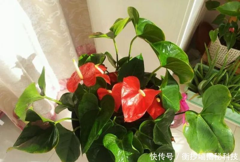  小妙■养花小妙招，花开爆满盆