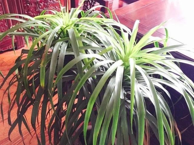  [最合适]1间房1盆花，养最合适的，全家都健康