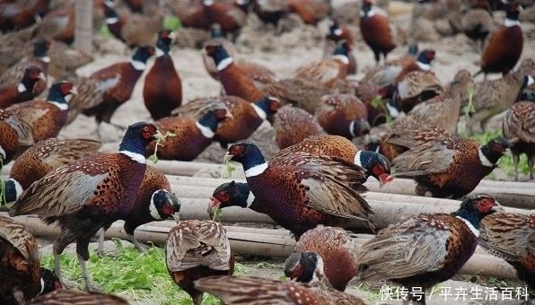  秸秆■农民就算不种地，也别碰这3个项目，搞不好“血汗钱”就被