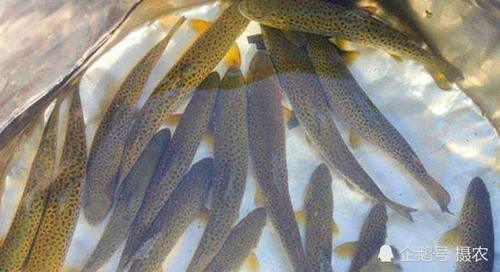 比长江刀鱼还珍贵，全国仅分布20公里，产地都卖到千元一斤