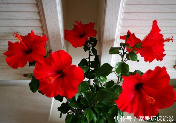  喜欢：喜欢养护花卉，在春季就养护容易开花爆盆的5种花卉，美艳招人爱