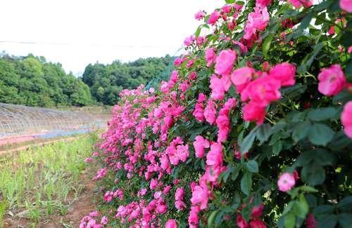 这个地方的月季花墙美美哒，就等你来免费赏!