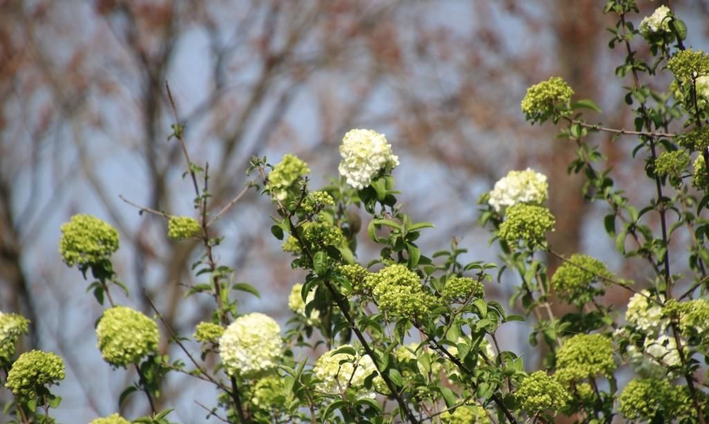  『绣球花』百花争春，绣球花也不堪寂寞