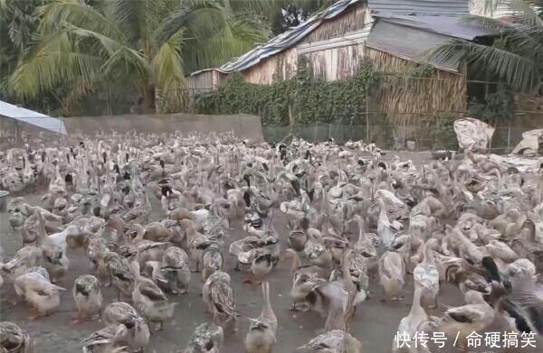 男子养数万只鸭，鸭群四处生蛋，男子：捡到手疼