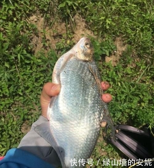 『子线』线太粗没口,太细又切线怎么办?这样搭配既灵敏又不跑鱼,记牢了