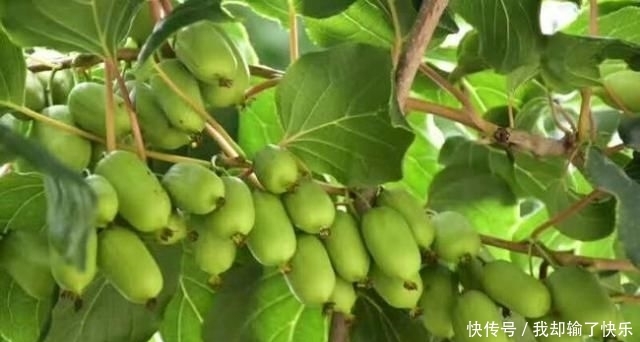  「一棵树」一棵树结不到100斤，果实比蜜甜，上市卖50仍抢手，果