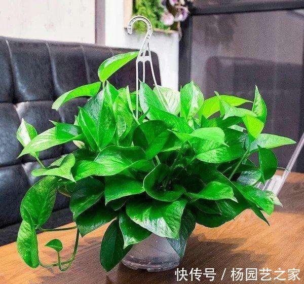  绿萝■绿萝“常年”有“3怕”，难怪“烂根”又黄叶，现在纠正也不晚
