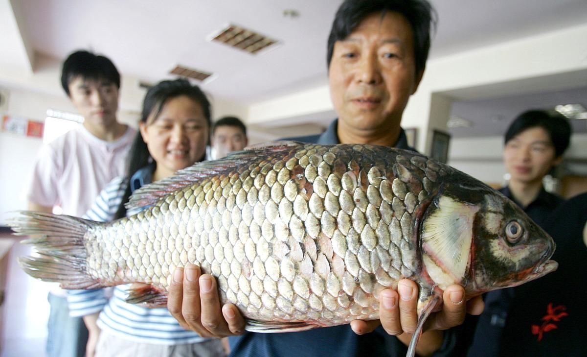  「人为」钓大鲫鱼不仅仅只靠运气，还是有几点人为可操控的因素的