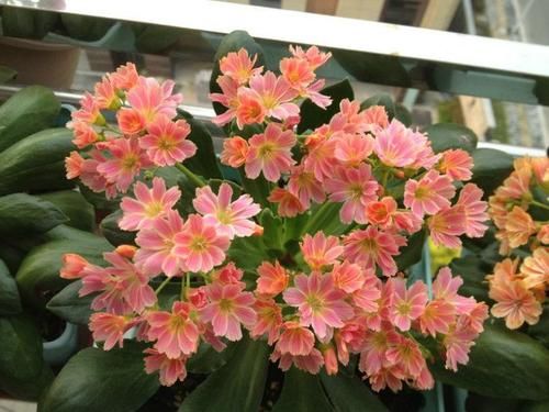  「有花赏」别再养绿萝吊兰了，此盆栽花漂亮又好养，家里种一棵，四季有花赏