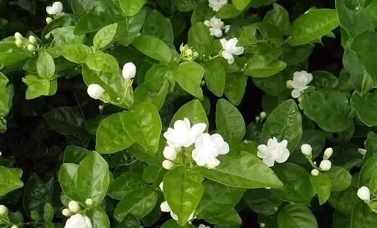  『持盆土微润』阳台上养这些花卉，不光能净化空气，还能驱赶虫子！