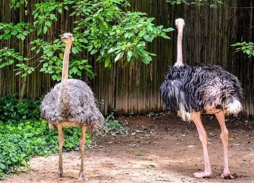  [喂养]农村小伙养世界上最大的鸟，一只获利5000元，谁知投资20