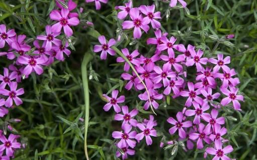  「三色魔杖」3月下旬养这些花，花美花期长，一年开花200多天，开花一簇接一簇