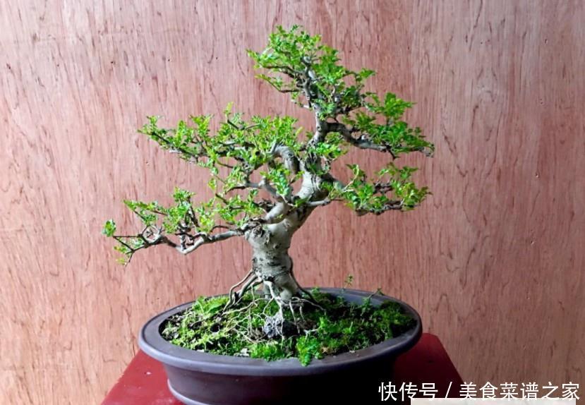 生活：农村有种植物，农民用来做柴火，做成盆栽漂亮价值翻倍