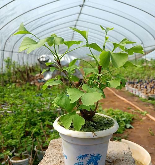  『银杏』银杏小苗怎么做盆景，3种建议做出精美的银杏景观