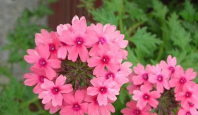  「开花」此花号称“开花机器”，好养易活耐高温，5月养花就选“她”了！
